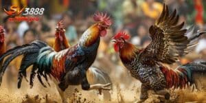 Đá Gà Cựa Tròn SV388 - Chiêm Ngưỡng Các Trận Đấu Đỉnh Cao