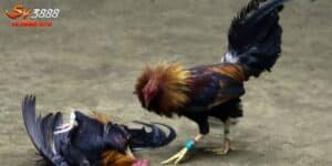 Trường Gà Thomo - Địa Chỉ Cá Cược Chọi Kê Hàng Đầu Năm 2024